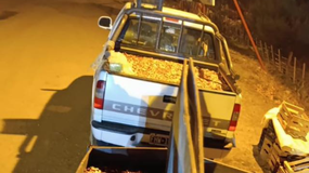 Piñones en la mira: secuestraron más de 3 mil kilos y desbarataron un negocio millonario | LM Neuquen Piñones en la mira: secuestraron más de 3 mil kilos y desbarataron un negocio millonario