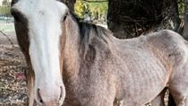 René, un caballo rescatado del abandono y declarado sujeto de derecho no humano: qué implica. René, un caballo rescatado del abandono y declarado sujeto de derecho no humano: qué implica.