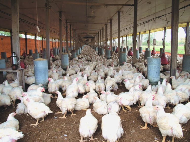 Las avícolas rionegrinas logran un alivio impositivo ante la crisis. Las avícolas rionegrinas logran un alivio impositivo ante la crisis.