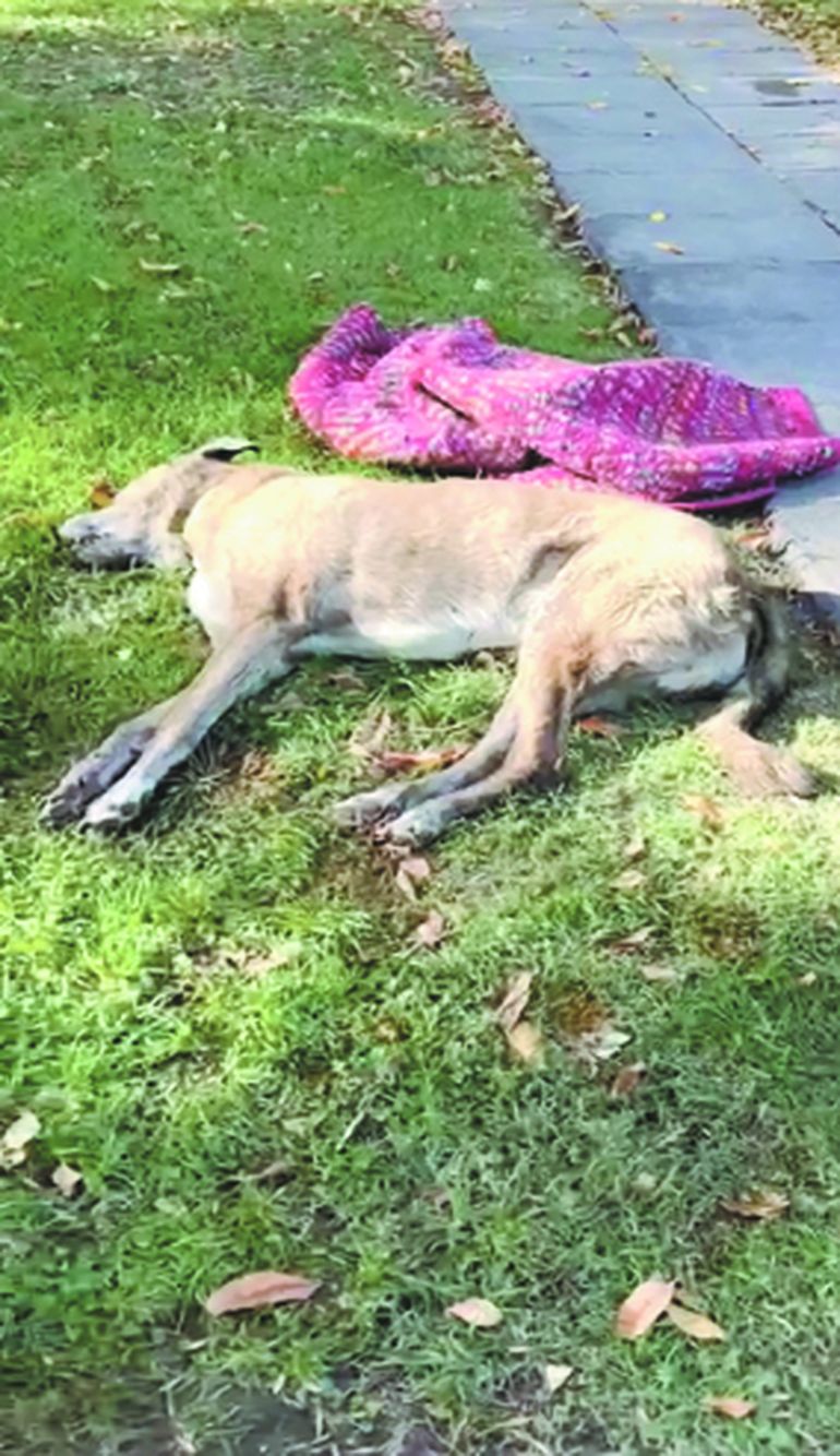 El de los perros envenenados es un problema que se repite en las principales ciudades de Chubut y en otras zonas del país. El de los perros envenenados es un problema que se repite en las principales ciudades de Chubut y en otras zonas del país.