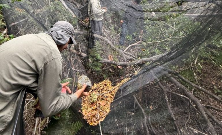 Recolectan semillas nativas en el Parque Nacional Lago Puelo. Recolectan semillas nativas en el Parque Nacional Lago Puelo.