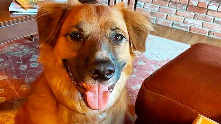 Un perro se perdió tras un accidente y encontró trabajo