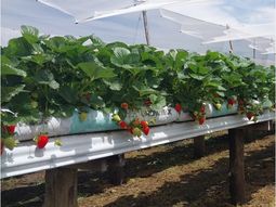 Esta semana comienza una capacitación en Hidroponia en Plaza Huincul. Esta semana comienza una capacitación en Hidroponia en Plaza Huincul.