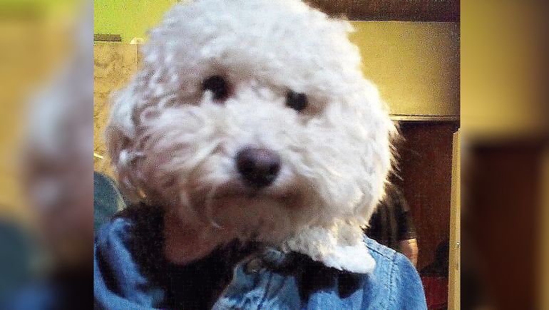 La historia del perrito cipoleño que le salvó la vida a una mujer