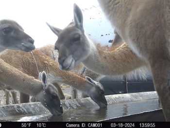 Competencia por el agua. Imagen tomada por cámara trampa, incluida en la investigación del INTA. Competencia por el agua. Imagen tomada por cámara trampa, incluida en la investigación del INTA.