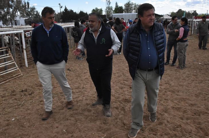 El Legislador (JSRN), Gustavo San Román; Baldomero Bassi, presidente de la Sociedad Rural del Alto Valle; y el gobernador Alberto Weretilneck, recorriendo la muestra. El Legislador (JSRN), Gustavo San Román; Baldomero Bassi, presidente de la Sociedad Rural del Alto Valle; y el gobernador Alberto Weretilneck, recorriendo la muestra.