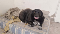 Marolio, el perro de los bomberos que se hizo famoso.
