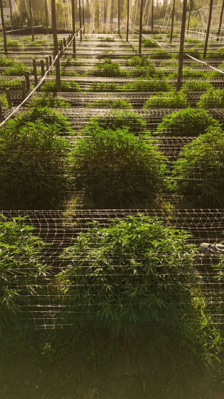 El intercambio apunta a generar futuras alianzas productivas y sanitarias en torno al cannabis medicinal y al c&aacute;&ntilde;amo industrial como sectores estrat&eacute;gicos en la regi&oacute;n.