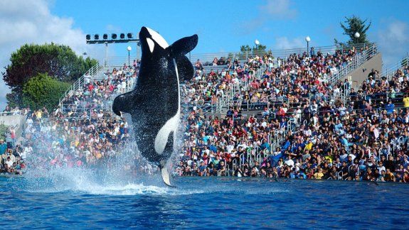 Drogan a ballenas de acuario para dar espectáculo