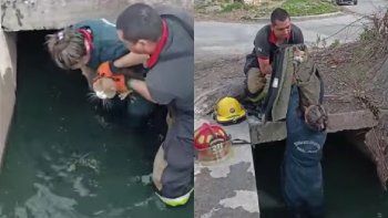bomberos rescataron a un gato atrapado abajo de un puente bomberos rescataron a un gato atrapado abajo de un puente