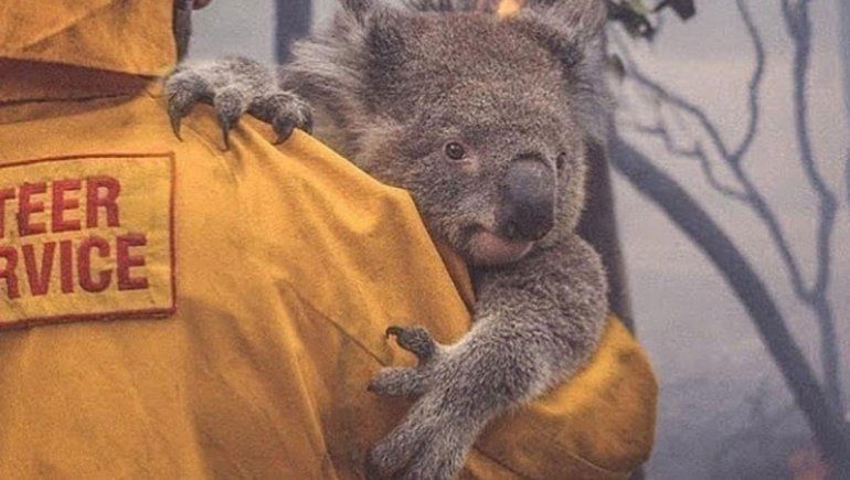 Australia: la imagen de un rescatista que le da agua a un koala recorre el mundo
