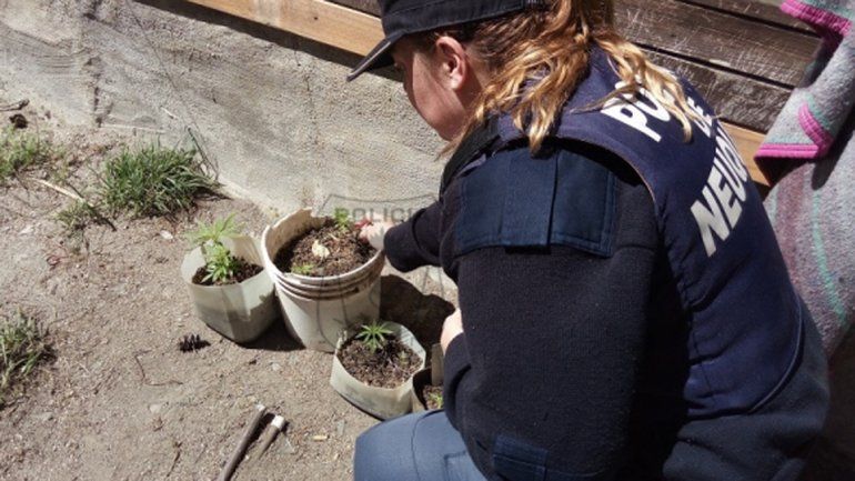 Debían el alquiler, los denunciaron y les encontraron cinco plantas de marihuana