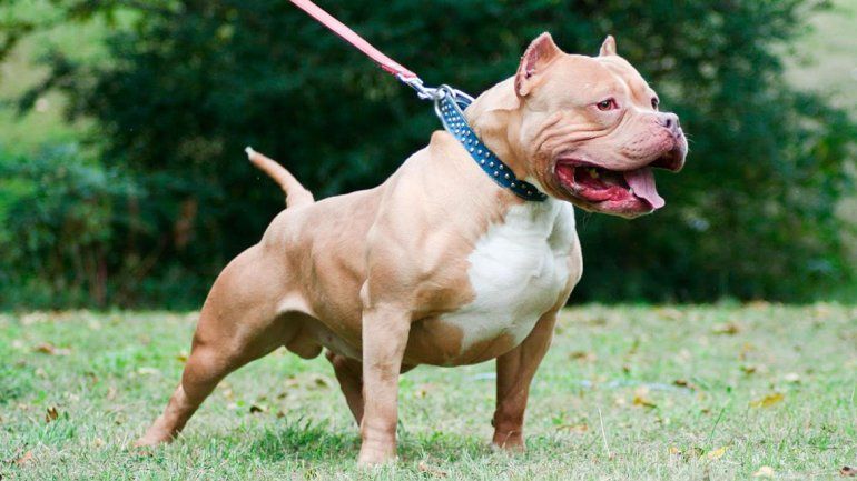 Cipolletti: mató a la perra pitbull de su vecino de siete puñaladas