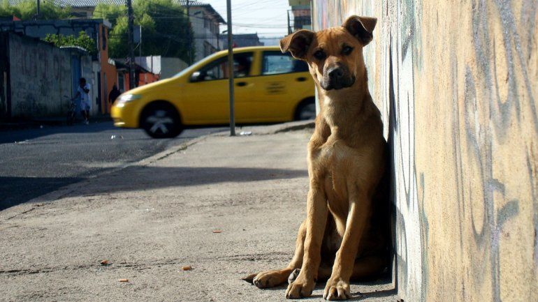 Los animales vagando son un problema de los dueños que se desentienden: a hacerse cargo.