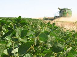 La falta de agua en los campos y la pérdida de rentabilidad en el sector agrícola, claves en esta caída de producción. La falta de agua en los campos y la pérdida de rentabilidad en el sector agrícola, claves en esta caída de producción.