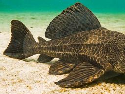 Resultados que parecen magia: tomates más fuertes gracias a la harina de pez. Resultados que parecen magia: tomates más fuertes gracias a la harina de pez.