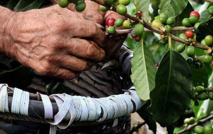 Corriemtes se suma a Misiones, Salta y Tucumán como provincia productora de café. Corriemtes se suma a Misiones, Salta y Tucumán como provincia productora de café.