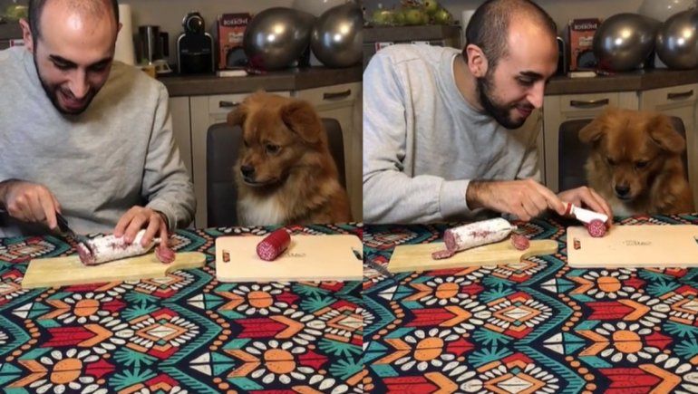 TikTok_ la graciosa reacción de un perro cuando su amo intentó darle comida falsa