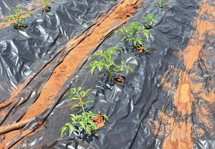  La alta tecnificación de San Juan es el estándar aplicado por el INTA en suelo mozambiqueño. La alta tecnificación de San Juan es el estándar aplicado por el INTA en suelo mozambiqueño.