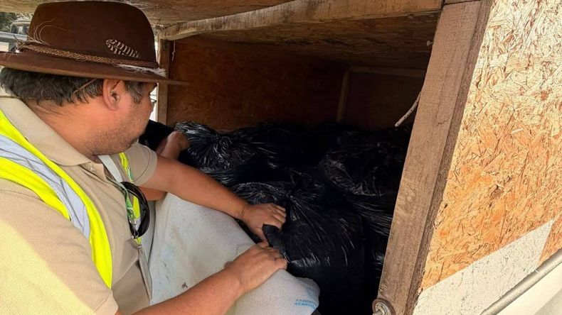 Desde el 7 de marzo al 20 de abril será la temporada de recolección de piñones.