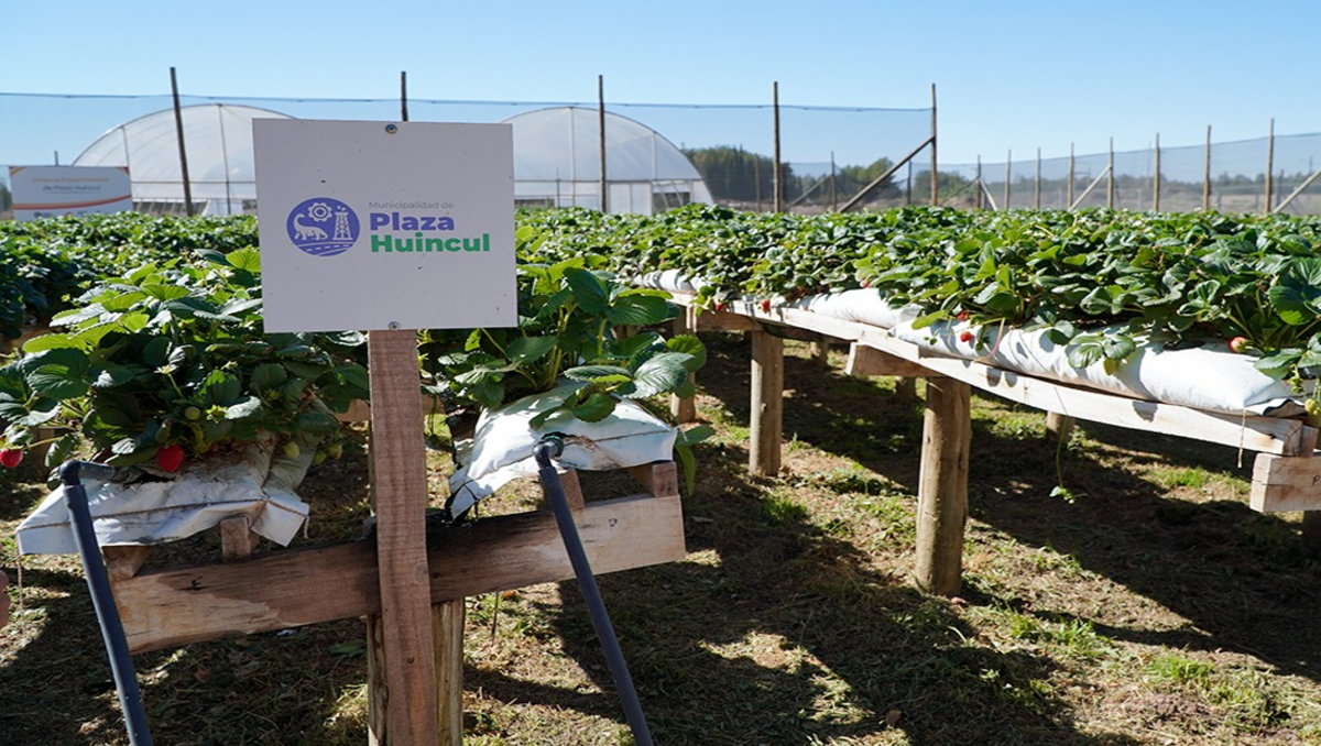 Los ensayos se realizan en una chacra experimental de Plaza Huincul
