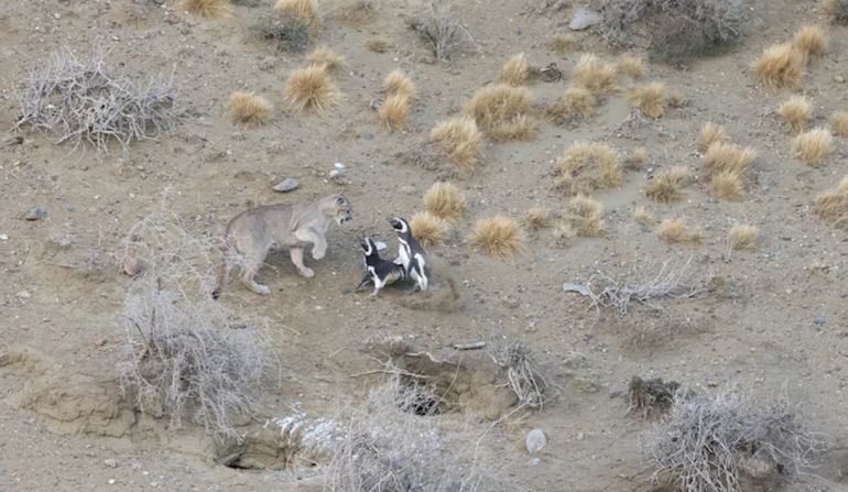 En la temporada en que los pingüinos ocupan la costa de la reserva, los pumas modifican drásticamente su comportamiento y se concentran en torno a la colonia. En la temporada en que los pingüinos ocupan la costa de la reserva, los pumas modifican drásticamente su comportamiento y se concentran en torno a la colonia.