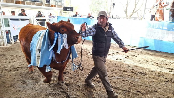 Los valores logrados por la hacienda en los remates, han superado las expectativas de la plaza. Los valores logrados por la hacienda en los remates, han superado las expectativas de la plaza.