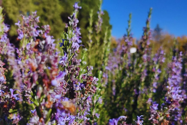 Reproducción por esquejes: Fácil propagación en primavera eleva adopción en regiones del oeste argentino. Foto: INTA Reproducción por esquejes: Fácil propagación en primavera eleva adopción en regiones del oeste argentino. Foto: INTA