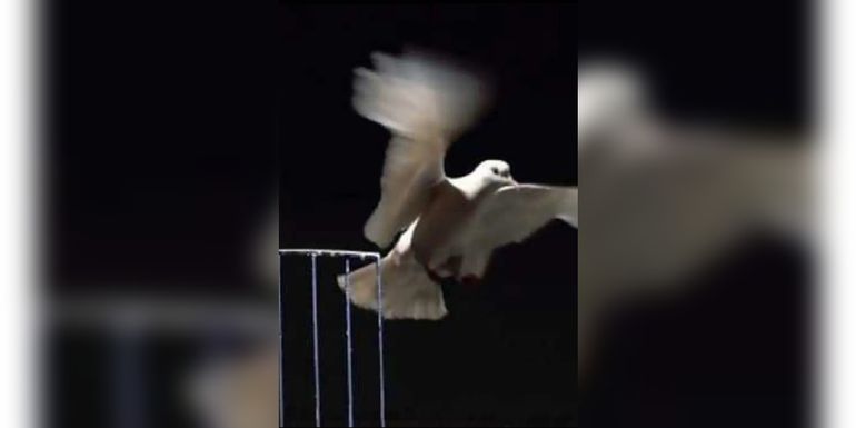 La paloma saliendo de la jaula, una imagen que los seguidores de Wanda interpretaron como el símbolo de su liberación.