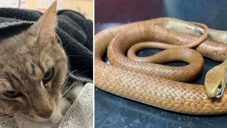 Un gatito salvó a dos nenes de una mortal serpiente
