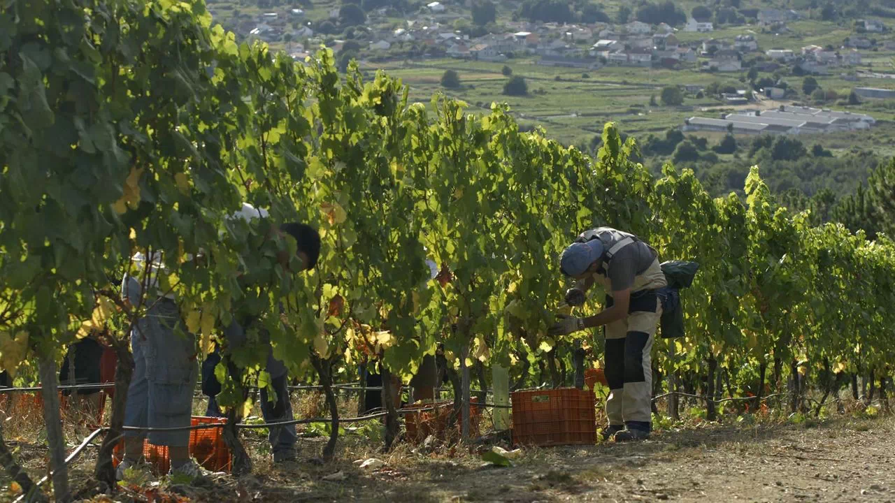 Productores del Valle de Uco entregan uva de excelente calidad sin precio definido ni certeza de cobro.