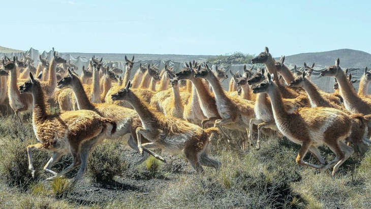 Guanaco en estepa abierta: ícono patagónico que divide opiniones entre recurso valioso y presión ecológica actual.