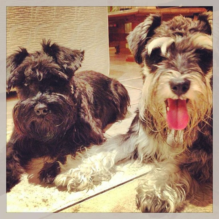 Mulata y Bartolo, los perros de Silvina, participaron de su casamiento por civil hace cuatro meses.