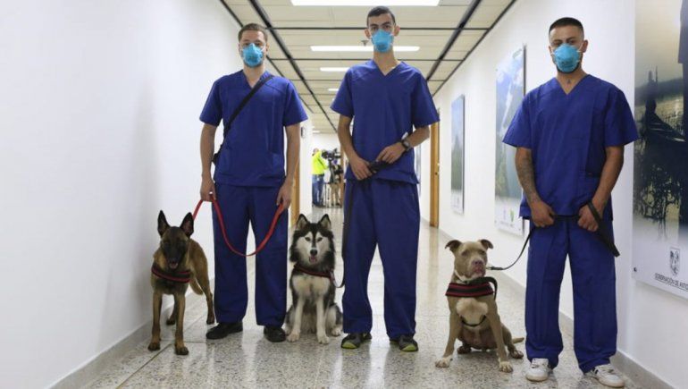 Los perros detectan mejor el COVID que varios test rápidos