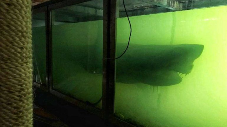 Olvidaron a un tiburón en un parque acuático