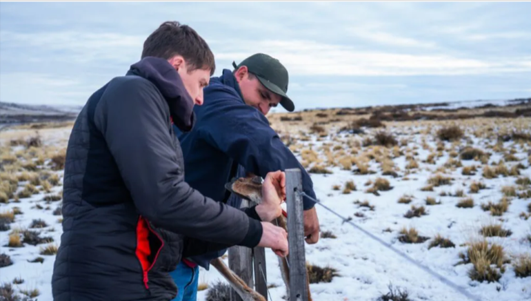 Los especialista del Parque Patagonia, en el Noreste de Santa Cruz, modifican alambrados para reducir su altura a menos de 1,20 metro.
