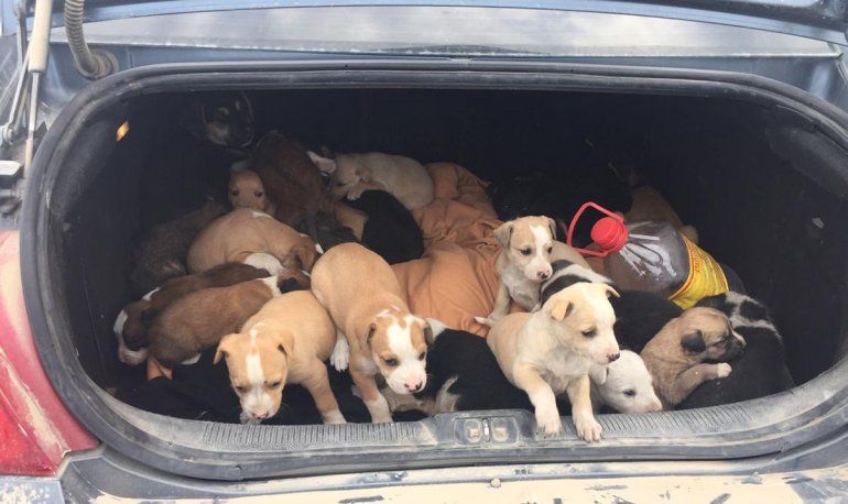 Fueron por una perra con sarna y se encontraron decenas de perritos. Es numerosa la población de canes en el basural. 