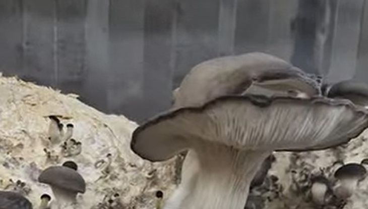 El avance de la gastronomía de Neuquén impulsa al sector. Foto: gentileza. El avance de la gastronomía de Neuquén impulsa al sector. Foto: gentileza.