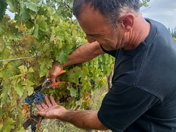 Pablo Rodríguez recorre las hileras de Malbec en su chacra familiar a orillas del río Negro. Pablo Rodríguez recorre las hileras de Malbec en su chacra familiar a orillas del río Negro.