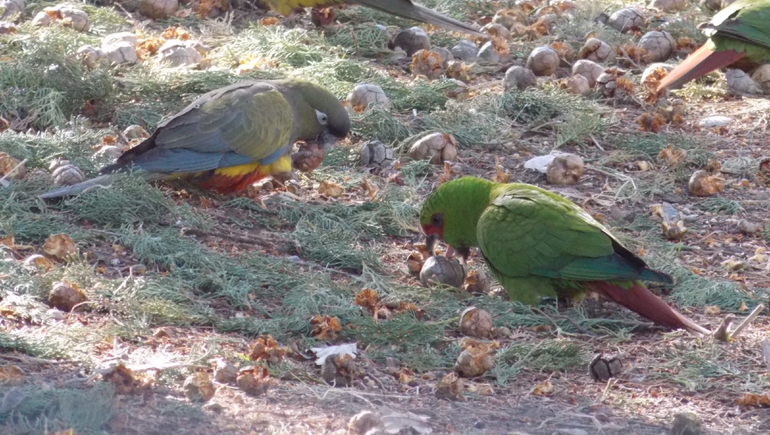 Dos ejemplares de Loro Choroy documentados en la provincia de Neuquén.