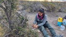 Una investigadora del CONICET en plena tarea en los suelos de la Patagonia. Una investigadora del CONICET en plena tarea en los suelos de la Patagonia.