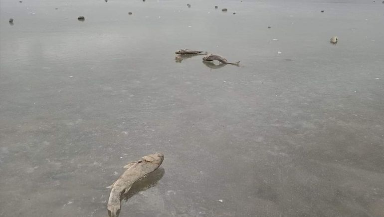 Laguna Blanca bajo cero: ahora se congelaron los peces