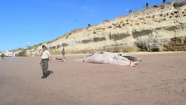 Encuentran una ballena muerta en la playa de Las Grutas