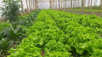 Buena Vida Verduras en Centenario.jpeg