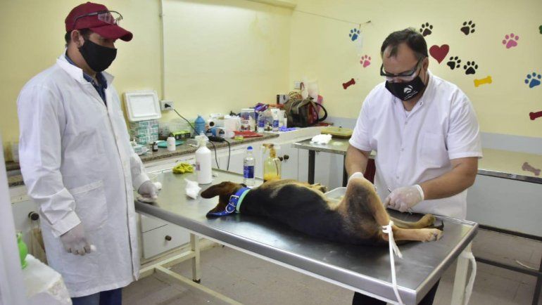 La Muni castró gratis a 60 perros en Parque Industrial