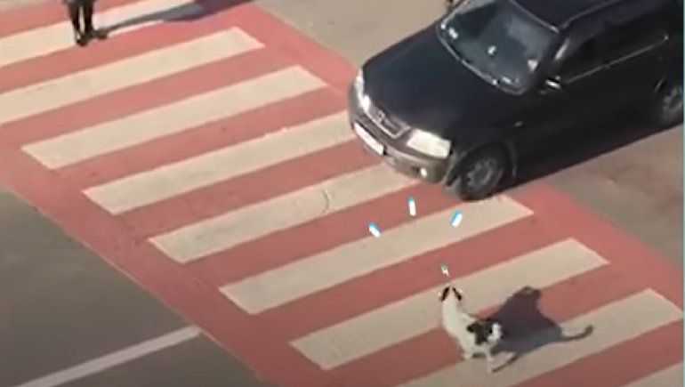 YouTube: un perrito que ayuda a los niños a cruzar la calle