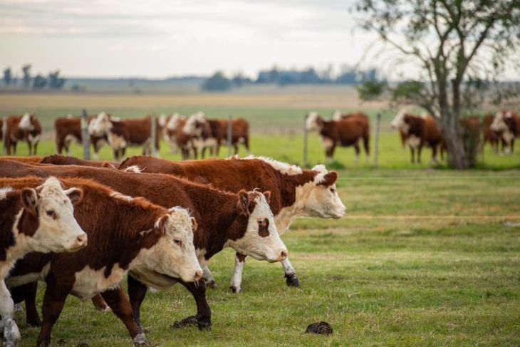 La reducci&oacute;n de stock en los principales productores y el aumento de la demanda internacional configuran un mercado tensionado para 2026.