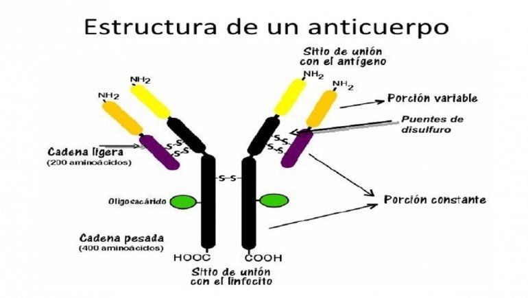 Estructura de los anticuerpos que luchan contra el coronavirus.
