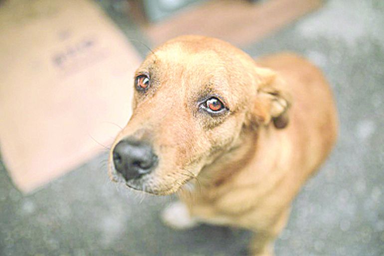 Se labraron 136 oficios judiciales a vecinos por maltrato animal. Se labraron 136 oficios judiciales a vecinos por maltrato animal.