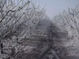 Turquía se vio afectada por una de las heladas agrícolas más duras de los últimos tiempos. Turquía se vio afectada por una de las heladas agrícolas más duras de los últimos tiempos.